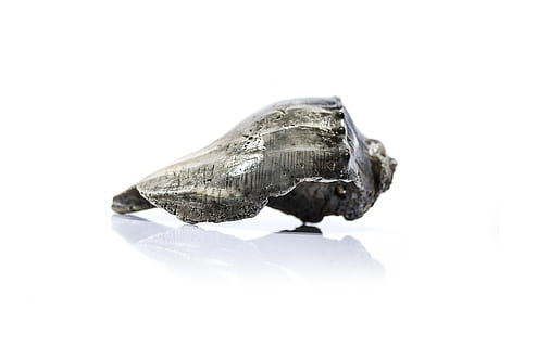 seashell, shell, beach, ocean, close-up, turtle, studio shot, no people, animal wildlife, animal, animal themes, one animal, animals in the wild, reptile, white background, nature, copy space, animal shell, indoors, selective focus, vertebrate, solid, marine, 8K, CC0, public domain, royalty free