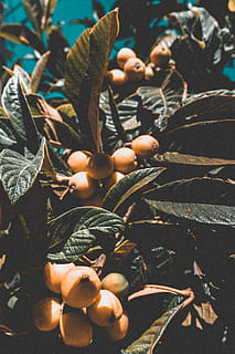 frutas amarelas redondas, humano, pessoa, pessoas, Comida, Toranja, produzir, plantar, citrino, laranja, flora, fruta, uvas, animal, vida marinha, mar, recife, ao ar livre, oceano, natureza, Recife de corais, folha, parte da planta, crescimento, fechar-se, ninguém, comida e bebida, dia, Alimentação saudável, focar em primeiro plano, vaso de planta, frescura, visão de alto ângulo, cor verde, grande grupo de objetos, 5K, CC0, domínio público, royalty free