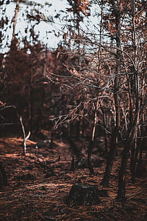 copaci cu frunze maronii, copac, plantă, trunchi de copac, sol, vegetație, în aer liber, natură, teren, animal, pădure, rădăcină, pasăre, zbor, camp, pășune, mesteacăn, gudron, iarbă, nici o persoana, liniște, zi, să se concentreze asupra primelor elemente, creştere, ramură, frumusețe în natură, trompă, scenă non-urbană, selectiv, o scenă liniștită, 8K, CC0, domeniu public, fără drepturi de autor