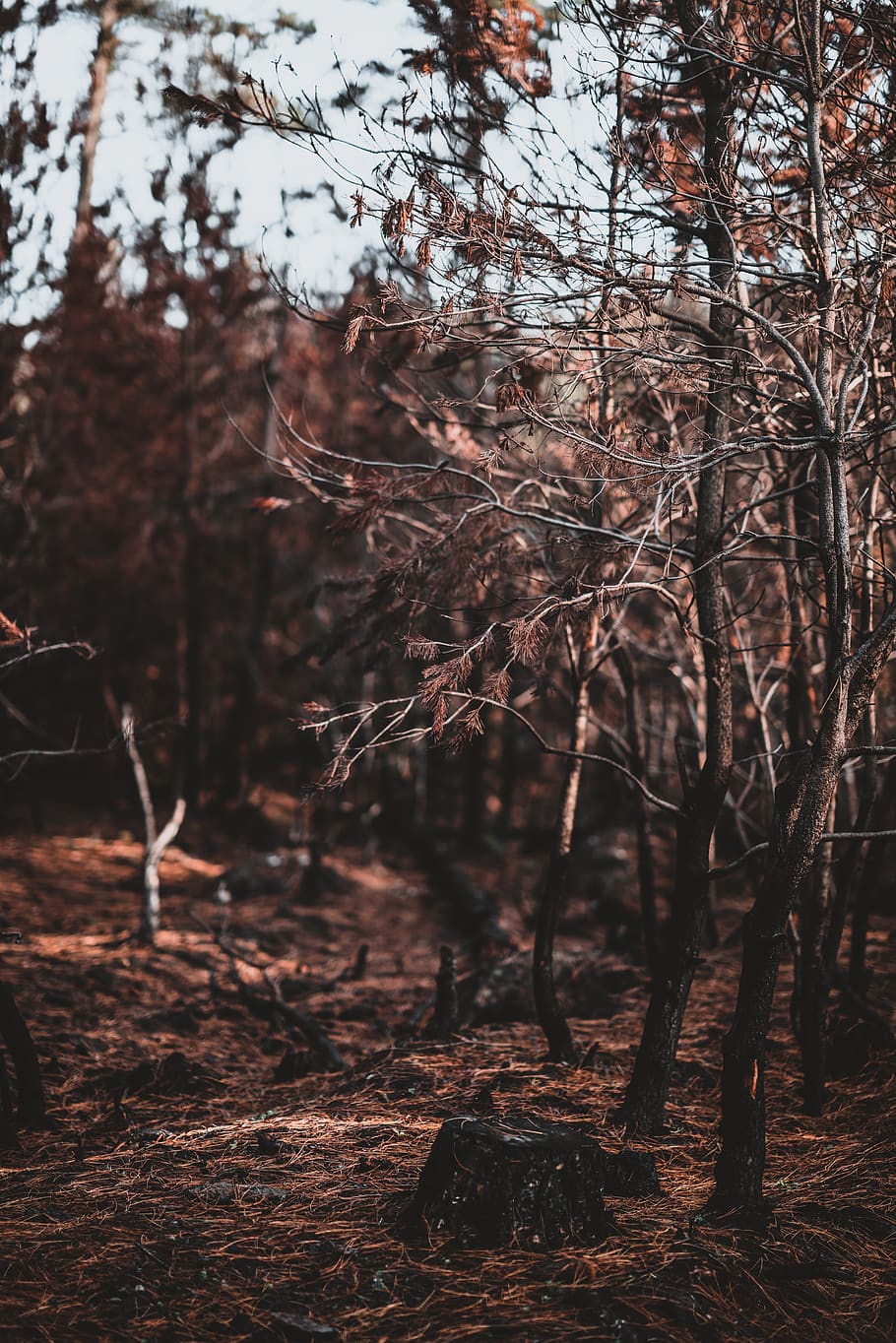 copaci cu frunze maronii, copac, plantă, trunchi de copac, sol, vegetație, în aer liber, natură, teren, animal, pădure, rădăcină, pasăre, zbor, camp, pășune, mesteacăn, gudron, iarbă, nici o persoana, liniște, zi, să se concentreze asupra primelor elemente, creştere, ramură, frumusețe în natură, trompă, scenă non-urbană, selectiv, o scenă liniștită, 8K