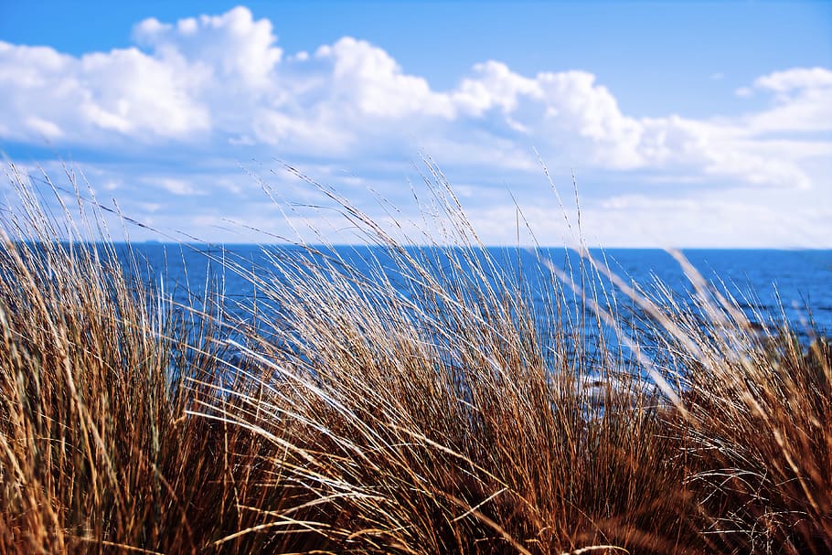 natur, strand, aussie, vand, hav, himmel, sky - himmel, skønhed i naturen, ro, plante, scenics - natur, rolig scene, horisont over vand, vækst, græs, dag, horisont, ingen mennesker, jord, marram græs, udendørs, 4K