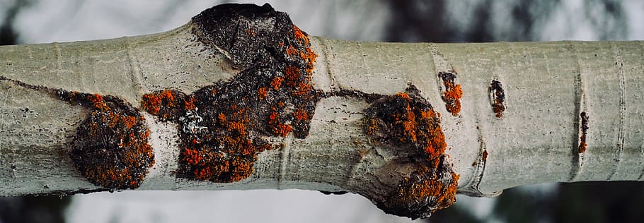 arbre, bosc, micro bosc, everwilde, cap gent, centrar-se en primer pla, naturalesa, calor - temperatura, primer pla, cremant, dia, material de fusta, a l'aire lliure, metall, registre, menjar, foc, menjar i beguda, foc - fenomen natural, cendra, llenya, fusta, 4K