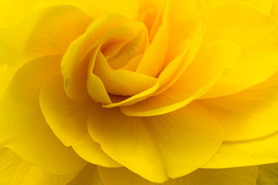 Estats Units, Sandpoint, flor, planta amb flors, planta, bellesa a la natura, fragilitat, pètal, vulnerabilitat, groc, frescor, inflorescència, cap de flor, primer pla, rosa, naturalesa, marc complet, fons, flor de roses, cap gent, primer pla extrem, primavera, suavitat, a l'aire lliure, dia de Sant Valentí: vacances, enfocament suau, 5K