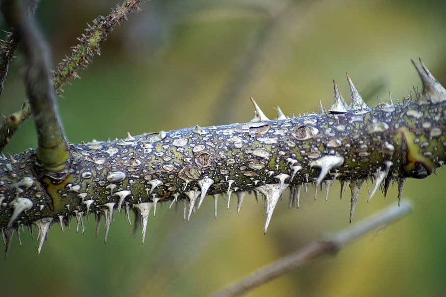 torne, spiny, torn, skarp, natur, store, spidst, plante, afdeling, stikkende, baggrund, tæt på, ingen mennesker, vinter, selektiv fokusering, dag, kold temperatur, fokus på forgrunden, vand, skønhed i naturen, sne, is, Frosset, udendørs, våd, vækst, dråbe, græsblad, istap, 5K