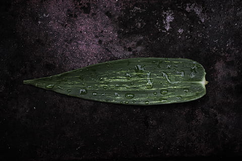 grönt löv, blad, växt, flora, våt, platt låg, natur, vilda djur och växter, mörk, ljus, liten droppe, bambu, löv, pengar, mynt, grön färg, friskhet, inget folk, släppa, närbild, vatten, mat och dryck, välbefinnande, vegetabiliska, inomhus, äta nyttigt, fortfarande liv, mat, studio skott, skönhet i naturen, högvinkelvy, lila, 5K, CC0, offentligt domän, royaltyfria