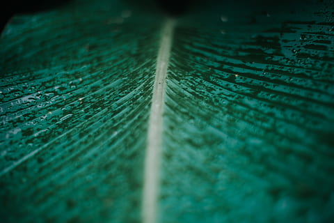 planta frunze verzi, vene, cristal, fermoar, fotografie, verde, plantă, frunze, ușoară, textură, piele, model, alb, siluetă, cu laser, cilindru, picăturii, Securitate, maşină, ornament, selectiv, a închide, cadru complet, nici o persoana, fundaluri, Culoarea verde, texturată, parte a plantelor, natură, modelul natural, pană, vulnerabilitate, zi, vinietă, fragilitate, cădere brusca, în aer liber, categorie ușoară, puritate, 5K, CC0, domeniu public, fără drepturi de autor