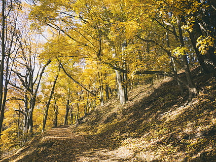 envoltat, arbres, arbre, planta, tronc de l'arbre, Camí, saugatuck, Estats Units, bosc, sòl, Michigan, groc, caminar, tardor, caure, naturalesa, paisatge, a l'aire lliure, maple, vegetació, ruta, terra, canvi, bellesa a la natura, tranquil·litat, escenics - natura, dia, escena tranquil·la, cap gent, llum solar, creixement, escena no urbana, el camí a seguir, idíl·lic, sendera, col·lecció de tardor, 4K, CC0, domini públic, lliure de regalies