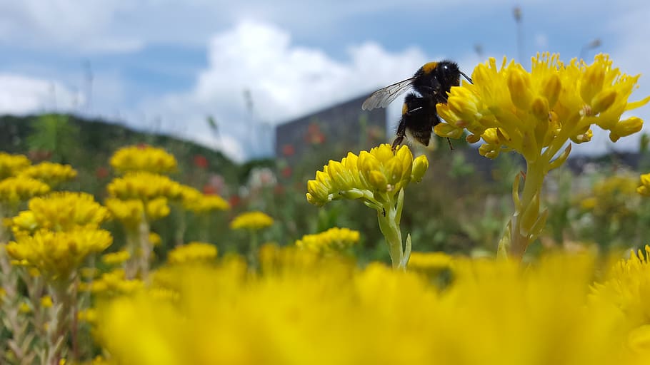 bumblebee, ธรรมชาติ, ดอกไม้, สีเหลือง, ไม้ดอก, ความงามในธรรมชาติ, ธีมสัตว์, สัตว์หนึ่งตัว, แมลง, สัตว์ป่า, การเจริญเติบโต, สัตว์, ความอ่อนแอ, ความบอบบาง, สัตว์ที่ไม่มีกระดูกสันหลัง, สัตว์ในป่า, ปลูก, ความสด, หัวดอกไม้, กลีบดอกไม้, ใกล้ชิด, กลางแจ้ง, ฤดูใบไม้ผลิ, การผสมเกสรดอกไม้, 2K