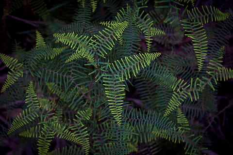 linear leafed plant, plant, leaf, tree, green color, beauty in nature, growth, plant part, nature, no people, tranquility, close-up, fern, forest, full frame, backgrounds, day, botany, outdoors, branch, pine tree, coniferous tree, pine woodland, 5K, CC0, public domain, royalty free
