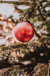 pallina rossa, pianta, albero, conifera, pino, abete rosso, abies, abete, larice, ornamento, cibo, Mela, frutta, tasso, luce, bokeh, decorazione, contento, sfondo, Natale, deco, decorazione natalizia, vacanza, celebrazione, albero di Natale, ornamento di Natale, avvicinamento, rosso, concentrarsi sulle conoscenze acquisite, nessuno, natura, giorno, vacanza - evento, sospeso, messa a fuoco selettiva, religione, 5K, CC0, dominio pubblico, privo di copyright
