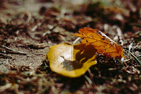 início, amarelo, selvagem, sombra, setembro, sazonal, temporada, plantar, parque, laranja, Outubro, natureza, natural, leve, folha, hora, dourado, ouro, campo, parte da planta, seco, outono, mudança, foco seletivo, terra, fechar-se, dia, ninguém, beleza na natureza, ao ar livre, vulnerabilidade, um animal, fragilidade, cor laranja, asa animal, sai, condição natural, borboleta - inseto, coleção de outono, nível de superfície, borboleta, 5K, CC0, domínio público, royalty free