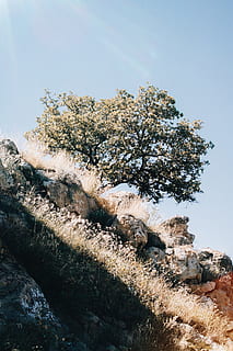 yeşil yapraklı ağaç, çevrili, kayaçlar, bitki, ağaç, ağaç gövdesi, Meksika, Meksika 23, çiçek, abies, köknar, açık havada, doğa, buz, tırabzan, Gıda, üretmek, don, kar, çöl, Kiraz çiçeği, gökyüzü, gün, doğada güzellik, büyüme, insansız, huzur, düşük açılı görünüş, Kaya, Güneş ışığı, kaya - nesne, sakin sahne, manzaralar - doğa, katı, kentsel olmayan sahne, arazi, açık hava, 4K, CC0, kamu malı, telif ücretsiz