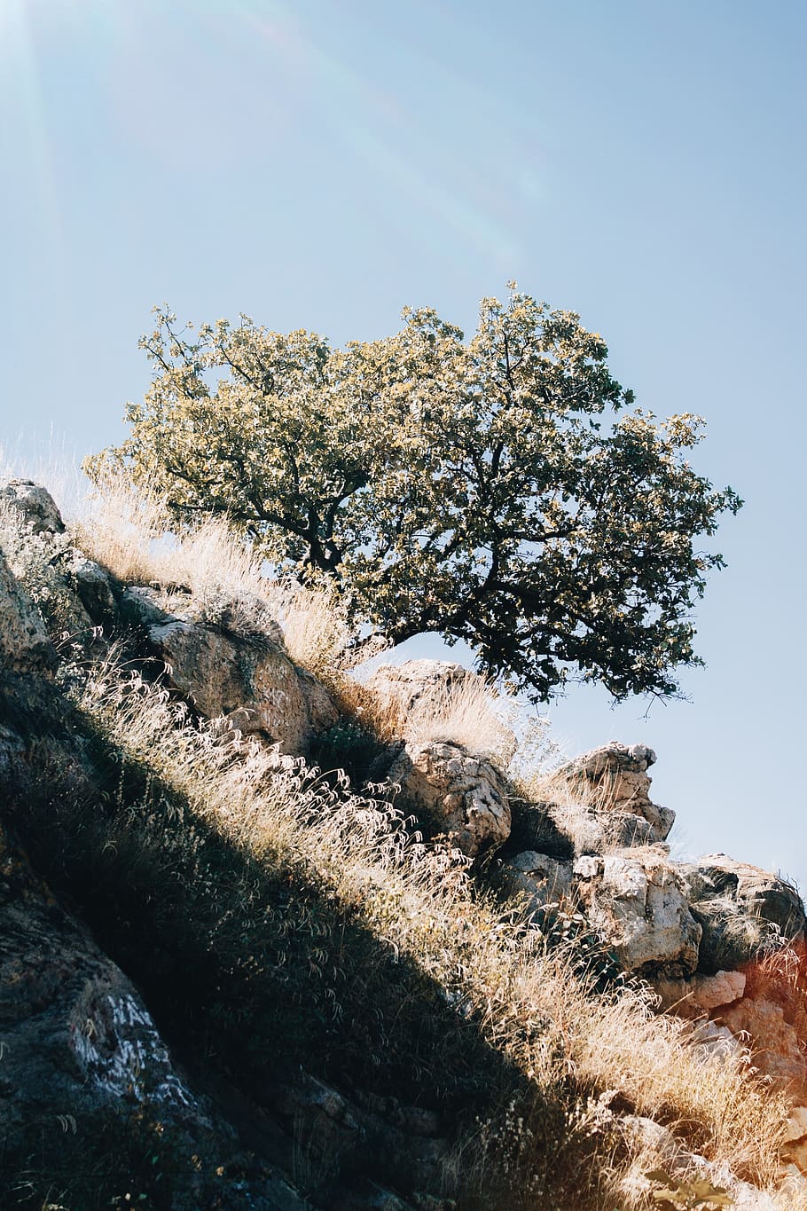 grünblättriger Baum, umgeben, Felsen, Pflanze, Baum, Baumstamm, Mexiko, Mexiko 23, blühen, Blume, abies, Tanne, draußen, Natur, Eis, Geländer, Lebensmittel, produzieren, Frost, Schnee, Wildnis, Kirschblüte, Himmel, Tag, Schönheit in der Natur, Wachstum, keine Leute, Ruhe, Flachwinkelansicht, Rock, Sonnenlicht, Rock - Objekt, ruhige Szene, Szenen - Natur, solide, Nicht-städtische Szene, Land, klarer Himmel, 4K