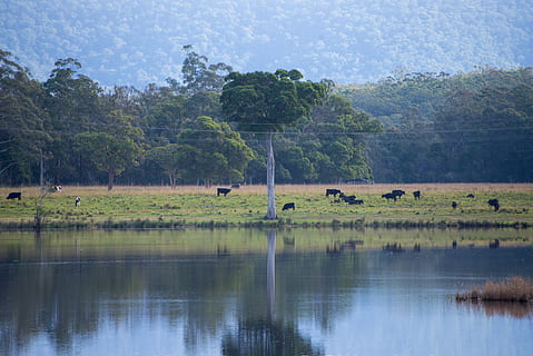 llac, ramat, arbre, reflexions, arbust, terres de cultiu, vaques, planta, aigua, temes d'animals, animal, animals a la natura, reflexió, escena tranquil·la, fauna animal, vertebrats, mamífer, naturalesa, medi ambient, bellesa a la natura, tranquil·litat, escenics - natura, paisatge, dia, cap gent, a l'aire lliure, herbívors, 5K, CC0, domini públic, lliure de regalies