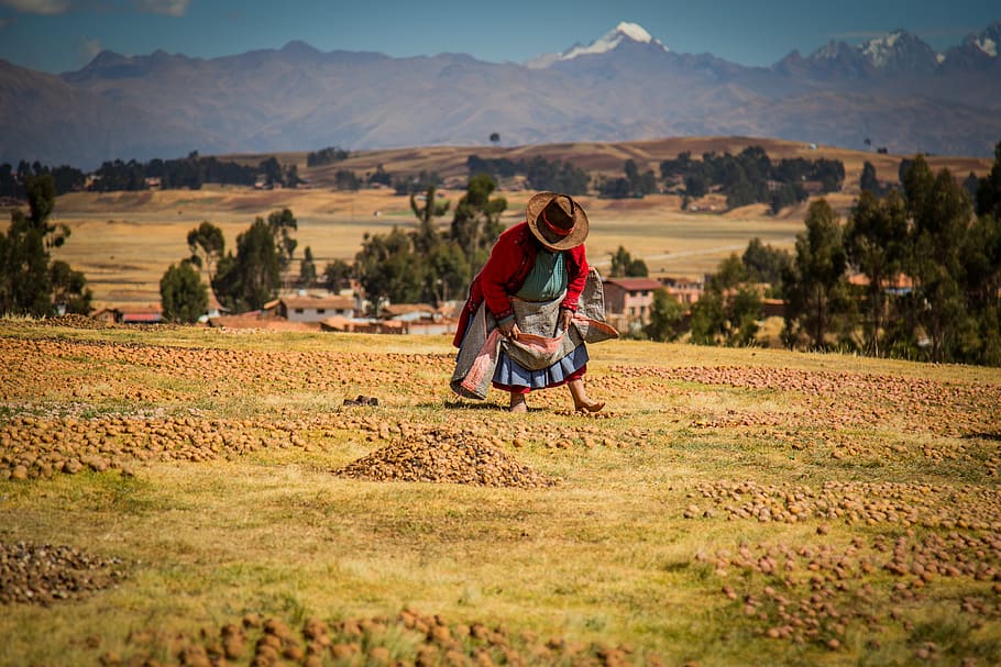 perú, districte de chinchero, camp, paisatge, terra, persones reals, medi ambient, activitat d'oci, una persona, estils de vida, muntanya, homes, naturalesa, escenics - natura, bellesa a la natura, roba, roba casual, planta, adult, longitud completa, dia, a l'aire lliure, homes madurs, 4K