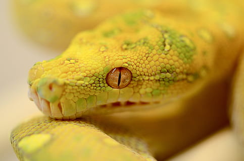 serpente, rettile, pitone albero verde, verde, pitone, animale, un animale, parte del corpo animale, temi animali, avvicinamento, fauna selvatica, testa di animale, giallo, animali allo stato selvatico, vertebrato, occhio animale, nessuno, scala animale, messa a fuoco selettiva, occhio, giorno, natura, comunicazione, velenoso, bocca animale, 4K, CC0, dominio pubblico, privo di copyright