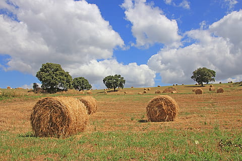 toskana, Himmel, Urlaube, Felder, Stroh, Strohballen, Hintergrund, Wolken, Landschaft, Natur, Sommer-, Landwirtschaft, Feldarbeit, Feld, Land, Pflanze, Ballen, wolke - himmel, Heu, Ruhe, ländliche Szene, ruhige Szene, Bauernhof, Umgebung, Schönheit in der Natur, aufgerollt, Tag, Baum, Ernte, keine Leute, draußen, 4K, CC0, gemeinfrei, lizenzfrei