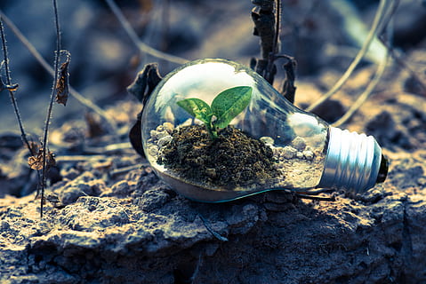 clear, light bulb planter, gray, rock, bright, bulb, close-up, environment, glass, green, growth, light bulb, lightbulb, plant, soil, day, nature, no people, selective focus, plant part, outdoors, sunlight, leaf, land, focus on foreground, dirt, field, ground, green color, seedling, solid, sapling, 5K, CC0, public domain, royalty free