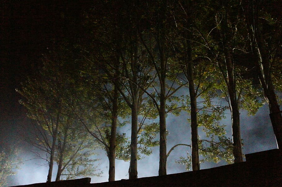 horror, bc, fons, negre, nit, fosc, , arbres, llum, fons de pantalla, paret, descarregar, arbre, verd, planta, cap gent, naturalesa, creixement, tronc de l'arbre, tronc, tranquil·litat, silueta, cel, bellesa a la natura, branca, a l'aire lliure, escena tranquil·la, terra, bosc, arquitectura, vista d’angle baix, 4K