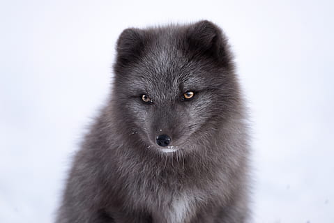 fox gri, animal, animale tematice, un animal, mamifer, animale sălbatice, zăpadă, animale în sălbăticie, iarnă, nici o persoana, intern, temperatura rece, animale vertebrate, animale de companie, portret, a închide, fundal alb, partea corpului animalului, privind camera, studio shot, vedere din față, cap de animal, ochi de animale, 5K, CC0, domeniu public, fără drepturi de autor