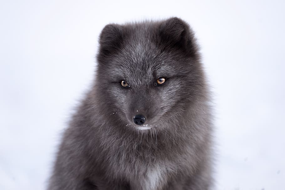 fox gri, animal, animale tematice, un animal, mamifer, animale sălbatice, zăpadă, animale în sălbăticie, iarnă, nici o persoana, intern, temperatura rece, animale vertebrate, animale de companie, portret, a închide, fundal alb, partea corpului animalului, privind camera, studio shot, vedere din față, cap de animal, ochi de animale, 5K