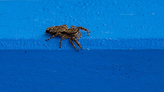 spin, springende spin, insect, detailopname, harig, blauw, natuur, één dier, dierenleven, dieren in het wild, geen mensen, dag, volledige lengte, zoölogie, geleedpotige, water, spinachtige, buitenshuis, kopie ruimte, ongewerveld, marinier, 2K, CC0, publiek domein, royaltyvrij