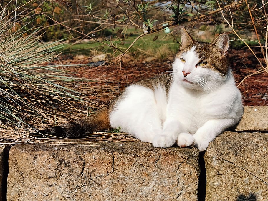 kat, væg, natur, afslappet, kæledyr, indenlandske, indenlandske kat, husdyr, pattedyr, feline, et dyr, hvirveldyr, lempelse, ingen mennesker, bakkenbart, dag, hvilende, kigger væk, sidder, munden åben, 2K