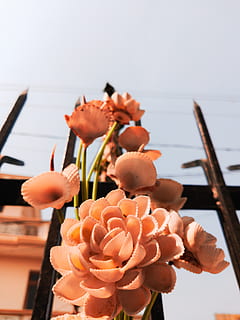 fersken blomster, person, human, mennesker, vase, flora, blomst, blomster arrangement, plante, kunst, blomstre, ikebana, krukke, ornament, keramik, svamp, champignon, floral design, grafisk design, blomster buket, fremstille, friskhed, blomstrende plante, fokus på forgrunden, tæt på, skrøbelighed, sårbarhed, natur, skønhed i naturen, kronblad, orange farve, dag, blomsterhoved, himmel, blomsterstand, ingen mennesker, vækst, koralfarvet, udendørs, 8K, CC0, offentligt domæne, royaltyfrie