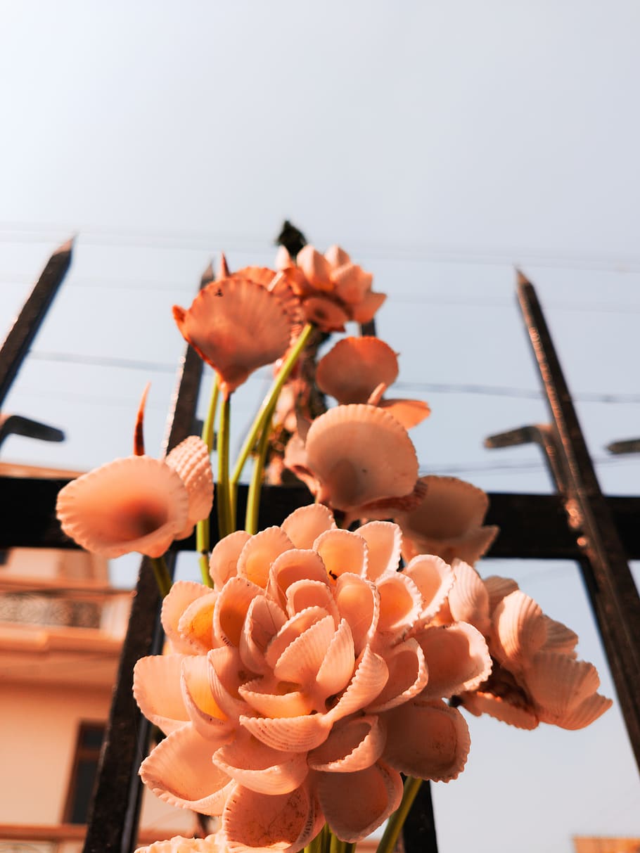 fersken blomster, person, human, mennesker, vase, flora, blomst, blomster arrangement, plante, kunst, blomstre, ikebana, krukke, ornament, keramik, svamp, champignon, floral design, grafisk design, blomster buket, fremstille, friskhed, blomstrende plante, fokus på forgrunden, tæt på, skrøbelighed, sårbarhed, natur, skønhed i naturen, kronblad, orange farve, dag, blomsterhoved, himmel, blomsterstand, ingen mennesker, vækst, koralfarvet, udendørs, 8K