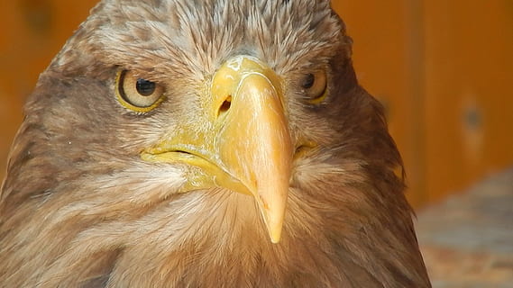 àguila calba marró, animal, àguila calba, primer pla, àguila, plomatge, vida salvatge, ocell, temes d'animals, rapinyaire, vertebrats, fauna animal, animals a la natura, un animal, bec, centrar-se en primer pla, cap gent, àguila - ocell, part del cos dels animals, dia, cap d’animals, mirant, a l'aire lliure, groc, falcó - ocell, ull d’animals, 1080P, CC0, domini públic, lliure de regalies