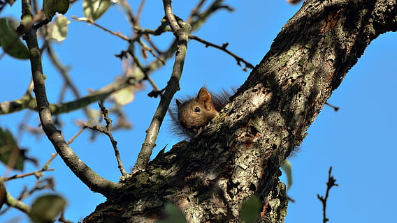 l'esquirol, arbre, amagat, salvatge, animals, bosc, naturalesa, mamífer, rosegador, bonic, la creació de, un animal, planta, temes d'animals, branca, animal, fauna animal, animals a la natura, vista d’angle baix, tronc de l'arbre, tronc, esquirol, vertebrats, cap gent, cel, dia, creixement, a l'aire lliure, 4K, CC0, domini públic, lliure de regalies