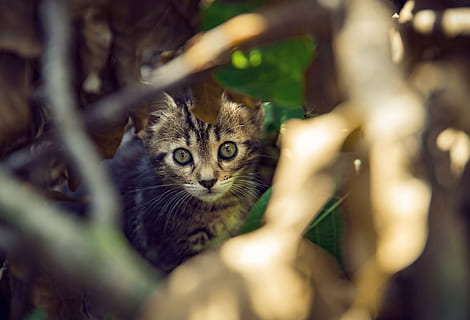 killing, grå kat, kitty, nuttet, kat, ung, grå, pels, dyrkede, feline, lodne, lille, barns, dyr, underholdning, legende, øjne, hale, kæledyr, venskab, nysgerrighed, glad, dyre temaer, et dyr, pattedyr, selektiv fokusering, husdyr, indenlandske, indenlandske kat, portræt, kigger på kameraet, ingen mennesker, hvirveldyr, ungt dyr, bakkenbart, plante, dyr kropsdel, dyr hoved, dyr øje, 5K, CC0, offentligt domæne, royaltyfrie