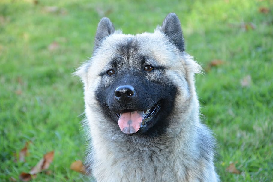 gos, gossa, eurasier, puta nova, màscara negra, musell negre, un animal, temes d'animals, animal, mamífer, nacional, mascotes, caní, animals domèstics, herba, vertebrats, centrar-se en primer pla, planta, retrat, camp, dia, cap gent, part del cos dels animals, terra, cap d’animals, boca oberta, panteixant, boca d’animals, 5K