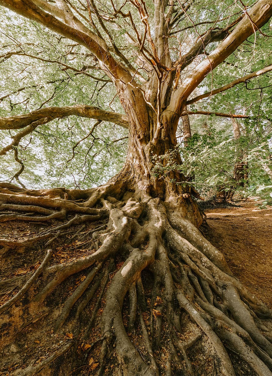 foto, vell, arbre, naturalesa, arrels, tronc de l'arbre, tronc, planta, branca, bosc, creixement, arrel, terra, tranquil·litat, dia, bellesa a la natura, cap gent, arbre nu, escenics - natura, part de la planta, a l'aire lliure, escena no urbana, medi ambient, 5K