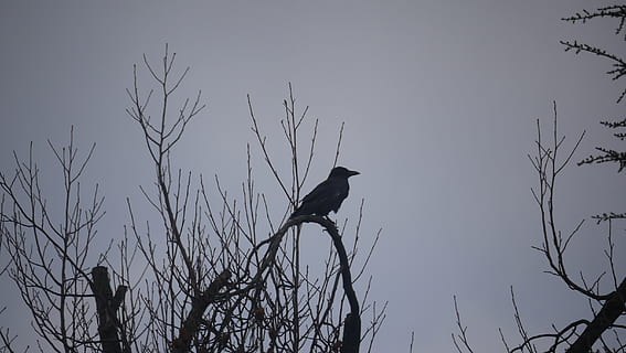Vogel, Rabe, Krone, Baum, Bäume, schwarz, Ast, Zweigbaum, Tier, Natur, Winter, Herbst, allein, Wirbeltier, Tierthemen, Tiere in freier Wildbahn, Tierwelt, hocken, Himmel, ein Tier, Pflanze, klarer Himmel, Silhouette, kahler Baum, keine Leute, Flachwinkelansicht, Krähe, Rabenvogel, draußen, Adler, 2K, CC0, gemeinfrei, lizenzfrei
