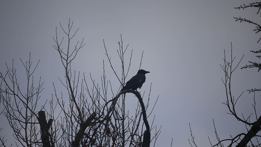 ocell, corona, arbre, arbres, negre, branca, arbre de branques, animal, naturalesa, hivern, tardor, sol, vertebrats, temes d'animals, animals a la natura, fauna animal, posat, cel, un animal, planta, cel clar, silueta, arbre nu, cap gent, vista d’angle baix, Corb, corb - ocell, a l'aire lliure, àguila, 2K