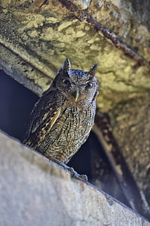 buho, temi animali, animale, vertebrato, fauna selvatica, animali allo stato selvatico, un animale, uccello, nessuno, giorno, appollaiati, messa a fuoco selettiva, Inquadratura dal basso, natura, all'aperto, avvicinamento, albero, analizzare, cercare, guardare, guardando lontano, caratteristica della parete, concentrarsi sulle conoscenze acquisite, 4K, CC0, dominio pubblico, privo di copyright