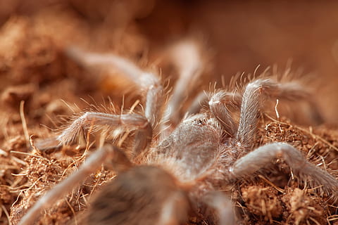 araña, macro, insecto, enfoque selectivo, de cerca, nadie, naturaleza, animal, temas de animales, comida, fauna animal, día, Pelo animal, blandura, invertebrado, comida y bebida, arácnido, al aire libre, animales en la naturaleza, planta, antecedentes, primer plano extremo, 2K, CC0, dominio público, libre de derechos