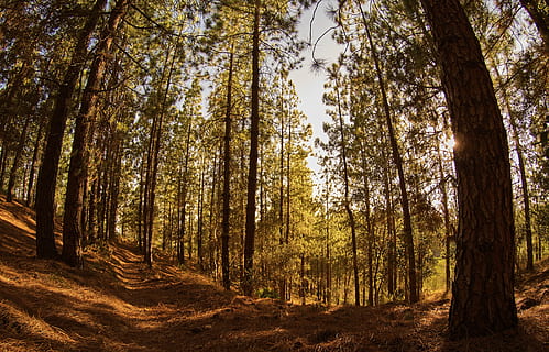 foresta, foreste, pineta, pino, natura, paesaggio, tramonto, albero, pianta, terra, tronco, tronco d'albero, la tranquillità, bellezza nella natura, bosco, crescita, giorno, scena tranquilla, nessuno, luce del sole, autunno, scena non urbana, scenics - natura, Inquadratura dal basso, all'aperto, 4K, CC0, dominio pubblico, privo di copyright
