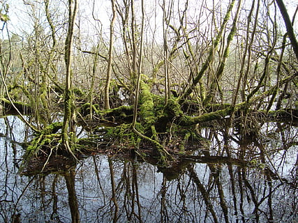 foresta, fiume, alberi, fango, albero, pianta, la tranquillità, acqua, nessuno, crescita, bellezza nella natura, natura, riflessione, giorno, ramo, scena tranquilla, lago, albero nudo, terra, all'aperto, cielo, lungomare, bosco, Salice, palude, 1080P, CC0, dominio pubblico, privo di copyright