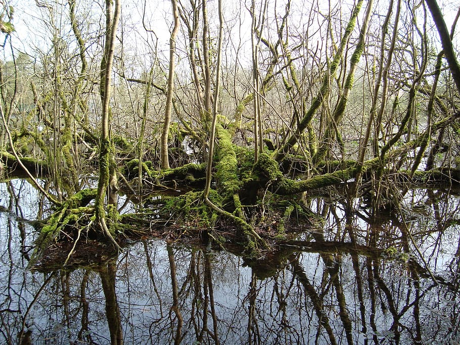 foresta, fiume, alberi, fango, albero, pianta, la tranquillità, acqua, nessuno, crescita, bellezza nella natura, natura, riflessione, giorno, ramo, scena tranquilla, lago, albero nudo, terra, all'aperto, cielo, lungomare, bosco, Salice, palude, 1080P
