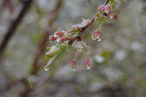 Frühling, Kirsche, blühen, zing, Schnee, Regen, Frost, Raureif, kalt, Blume, blühende Pflanze, Pflanze, Wachstum, Zerbrechlichkeit, Schönheit in der Natur, Verletzlichkeit, Nahansicht, Frische, Ast, Baum, Natur, keine Leute, Fokus auf den Vordergrund, Tag, Blütenblatt, Zweig, selektiver Fokus, Botanik, Blütenkopf, draußen, Pollen, Kirschblüte, Kirschbaum, 5K, CC0, gemeinfrei, lizenzfrei