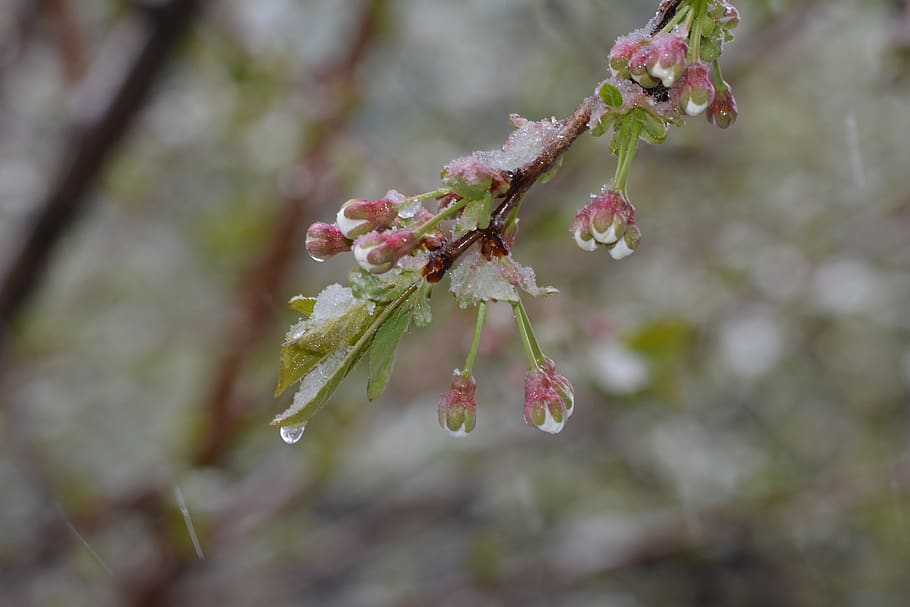 Frühling, Kirsche, blühen, zing, Schnee, Regen, Frost, Raureif, kalt, Blume, blühende Pflanze, Pflanze, Wachstum, Zerbrechlichkeit, Schönheit in der Natur, Verletzlichkeit, Nahansicht, Frische, Ast, Baum, Natur, keine Leute, Fokus auf den Vordergrund, Tag, Blütenblatt, Zweig, selektiver Fokus, Botanik, Blütenkopf, draußen, Pollen, Kirschblüte, Kirschbaum, 5K