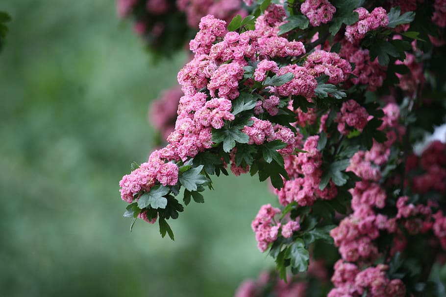 flors, arbre, rosa, arbust, naturalesa, iardes, paisatge, floral, flor, planta amb flors, vulnerabilitat, fragilitat, bellesa a la natura, planta, creixement, color rosa, frescor, primer pla, inflorescència, pètal, cap de flor, dia, enfocament selectiu, botànica, cap gent, centrar-se en primer pla, a l'aire lliure, primavera, Ram de flors, lila, lantana, flor de cirerer, 4K
