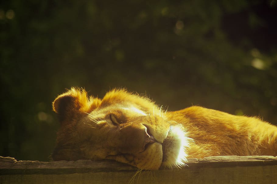 løve, sovende, at lyve, rovdyr, natur, stor kat, løve mane, siesta, han-, hvile, vild kat, træt, Zoo, søvnig, manke, pattedyr, dyre temaer, dyr, et dyr, kat, feline, dyreliv, dyr i naturen, hvirveldyr, lempelse, ingen mennesker, husdyr, kæledyr, fokus på forgrunden, lukkede øjne, hvilende, indenlandske, løve - katte, udendørs, dyr hoved, bakkenbart, 5K