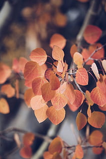 selettivo, fotografia a fuoco, Marrone, le foglie, albero, foglia, foresta, bosco, autunno, all'aperto, buio, luce, natura, freddo, settembre, ottobre, novembre, nuvoloso, grigio, lunatico, stagione, giallo, rosso, sfondi, multicolore, colore arancione, ramo, immagine a colori, colore vibrante, avvicinamento, pianta, astratto, bellezza nella natura, colori, nessuno, giorno, luminosa, defocused, modello, decorazione, luce - fenomeno naturale, color oro, 5K, CC0, dominio pubblico, privo di copyright