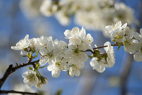 primavera, arbre, naturalesa, branca, flor, florir, blanc, flors, jardí, planta, apogeu, cirera, planta amb flors, fragilitat, vulnerabilitat, bellesa a la natura, frescor, creixement, primer pla, arbre fruiter, pètal, Color blanc, centrar-se en primer pla, inflorescència, cap de flor, flor de cirerer, pol·len, cap gent, cirerer, a l'aire lliure, Ram de flors, 4K, CC0, domini públic, lliure de regalies