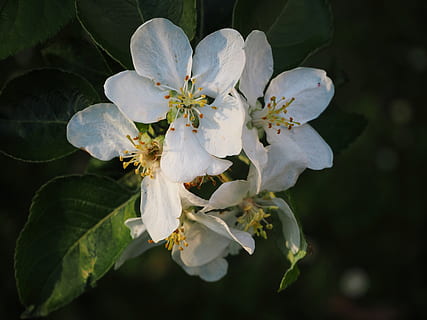 Itàlia, vimercate, flor, planta amb flors, fragilitat, planta, bellesa a la natura, vulnerabilitat, creixement, pètal, frescor, primer pla, inflorescència, cap de flor, pol·len, primavera, naturalesa, Color blanc, centrar-se en primer pla, pomera, arbre, cap gent, a l'aire lliure, flor de cirerer, Ram de flors, 4K, CC0, domini públic, lliure de regalies