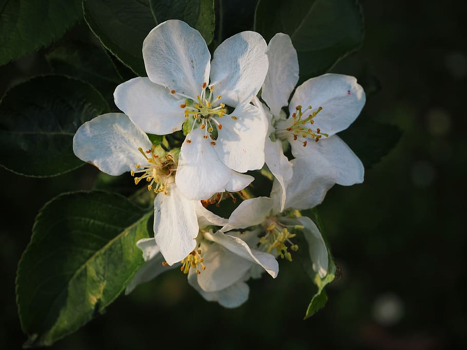 Itàlia, vimercate, flor, planta amb flors, fragilitat, planta, bellesa a la natura, vulnerabilitat, creixement, pètal, frescor, primer pla, inflorescència, cap de flor, pol·len, primavera, naturalesa, Color blanc, centrar-se en primer pla, pomera, arbre, cap gent, a l'aire lliure, flor de cirerer, Ram de flors, 4K