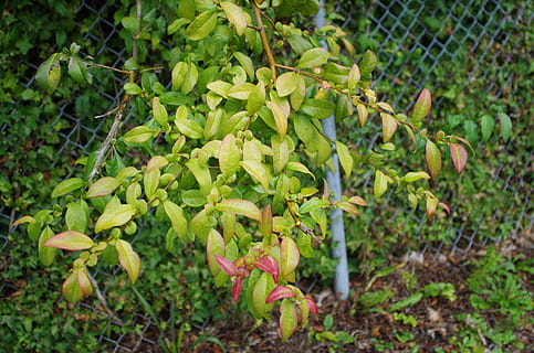 Canadà, langley, creixement, planta, color verd, menjar i beguda, part de la planta, menjar, full, naturalesa, bellesa a la natura, frescor, dia, cap gent, terra, primer pla, camp, fruita, alimentació saludable, agricultura, a l'aire lliure, flor, madur, 4K, CC0, domini públic, lliure de regalies